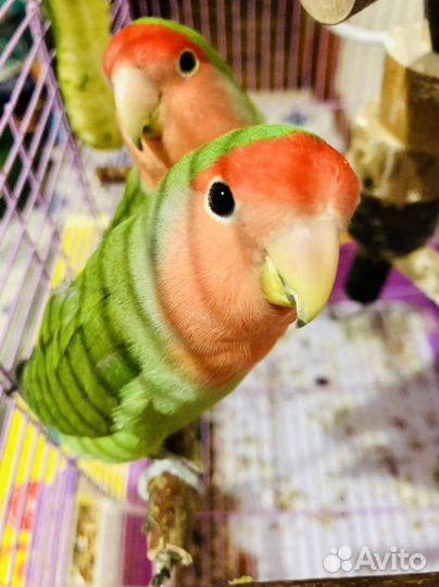 Неразлучники с клеткой (пара)