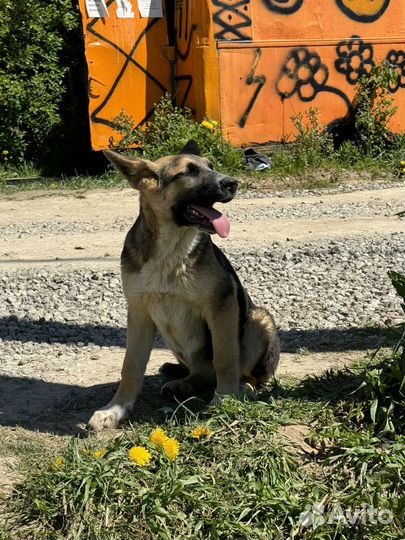 Щенок метис овчарки