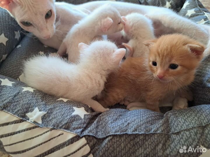 Котята в добрые руки