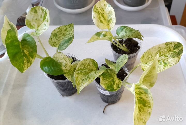 Сциндапсус (эпипремнум)