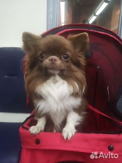 Взрослые кобели чихуахуа