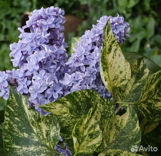 Сирень Аукубафолия