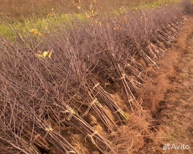 Саженцы плодовых окс на весну + новинки