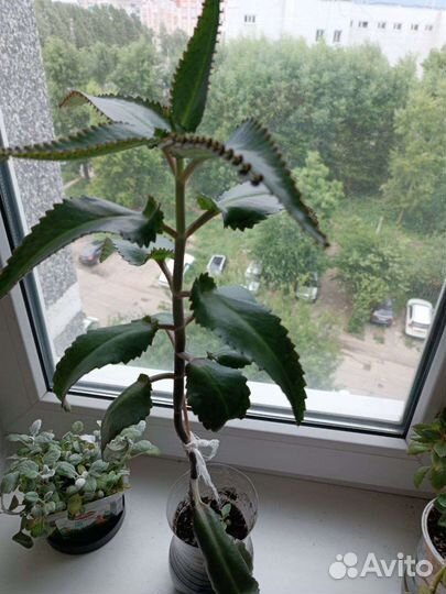 Каланхоэ от насморка взрослое