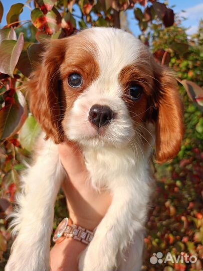 Кавалер кинг чарльз спаниель щенки