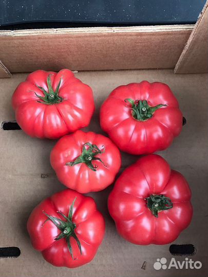 Семена Томата 