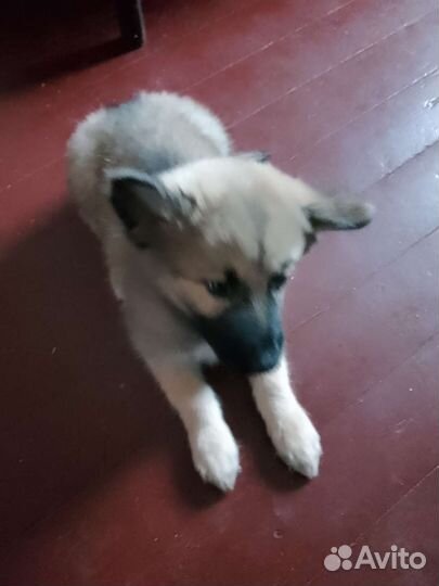 Метис Хаски