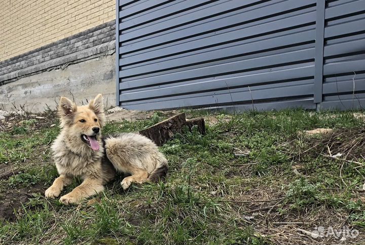 Собачки девочки