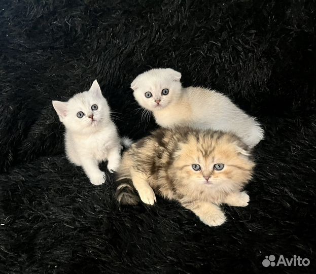 Золотая, серебристая шиншилла