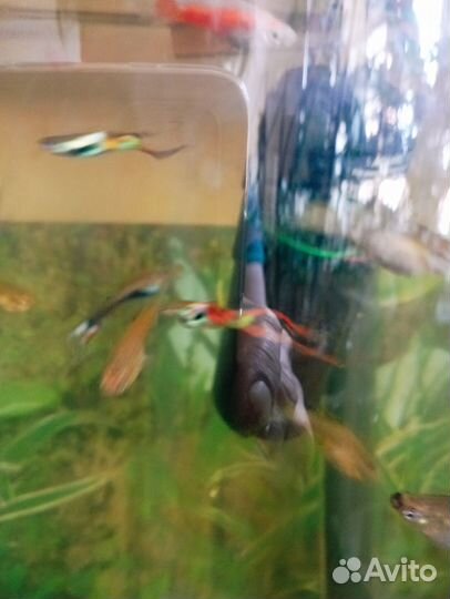 Аквариумные рыбки гуппи