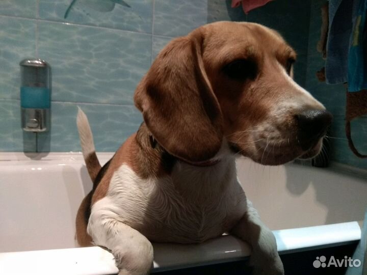 Передержка кошек и собак