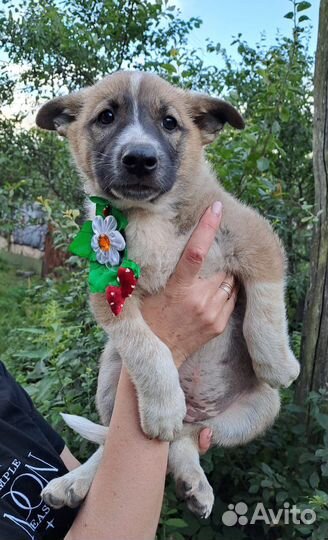 Щенки ну очень красивые