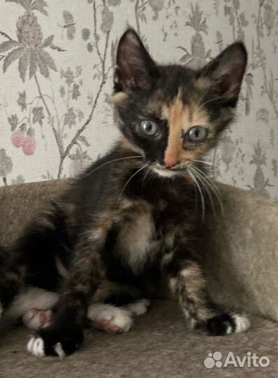 Трехцветный котенок