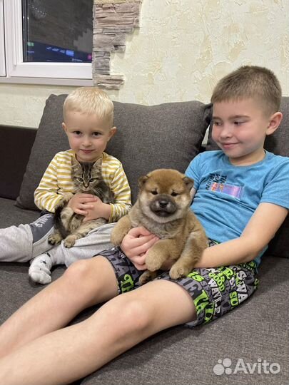 Домашняя передержка собак и кошек