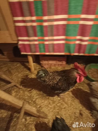 Молодые петухи