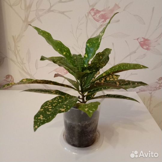 Кодиеум кротон пестрый