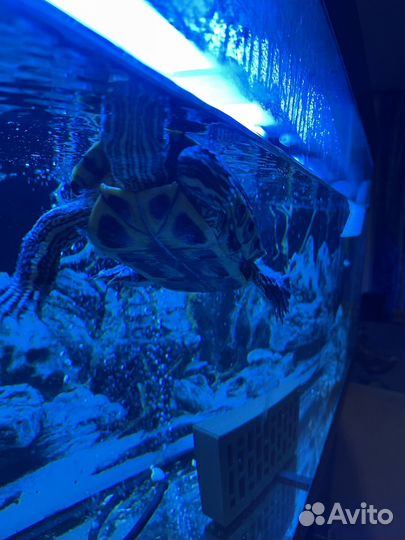 Аквариум с обитателями