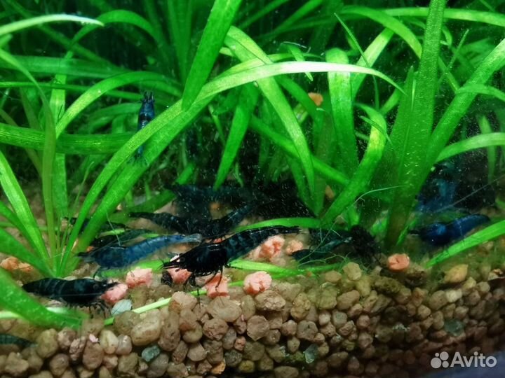 Аквариумные креветки синие