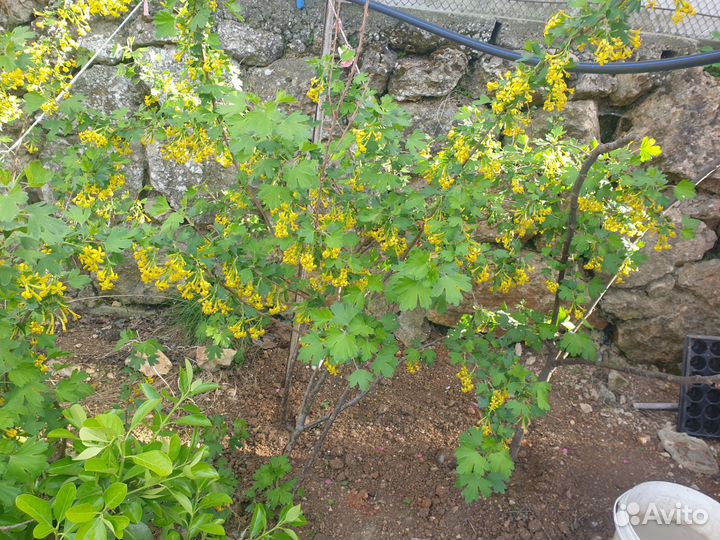 Саженцы черной смородины, взрослые с Зкс