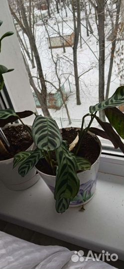 Комнатные растения