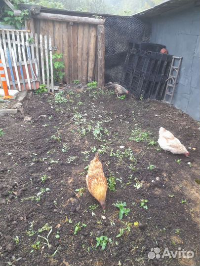 Петухи-Куры на племя