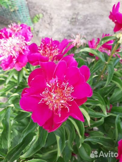 Корни пионов/ред чарм, кэрол, неон