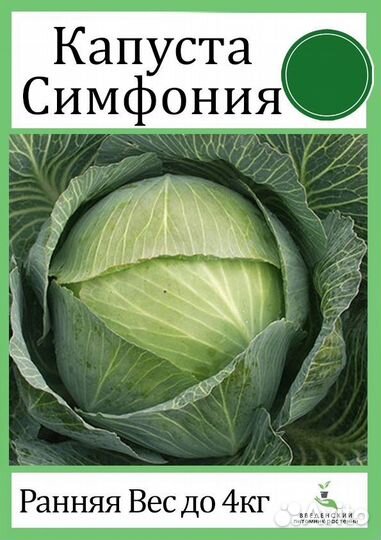 Рассада капусты