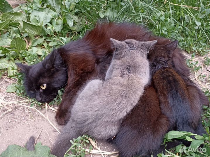 Котята отдам даром