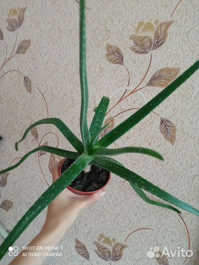 Алоэ лечебный