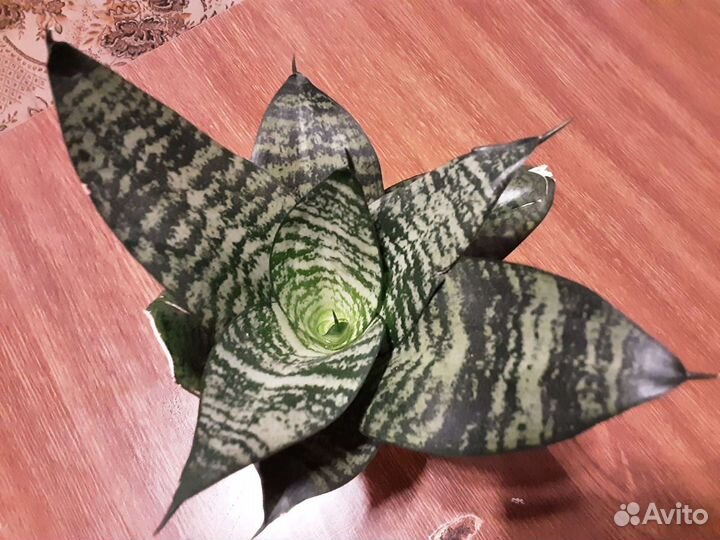 Сансевиерия Ханни, зеленика