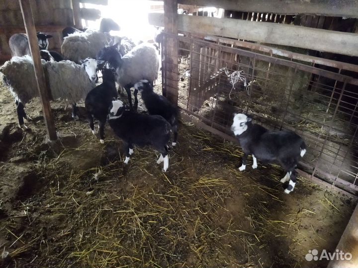 Бараны романовские