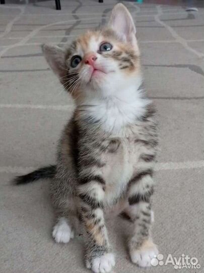 Котенок трёхцветный и рыжий отдам