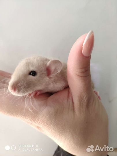 Крысятки дамбо клетки