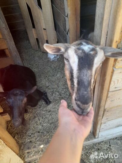 Альпийские козы