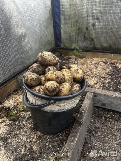 Продам картофель