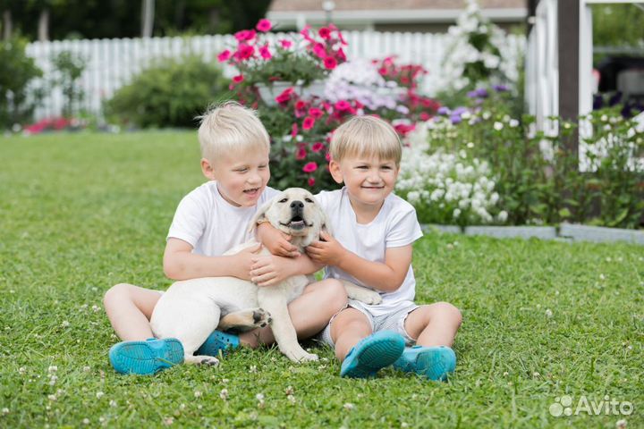 Щенки лабрадора. Питомник РКФ