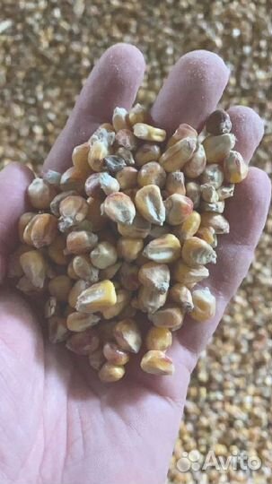 Кукуруза на корм