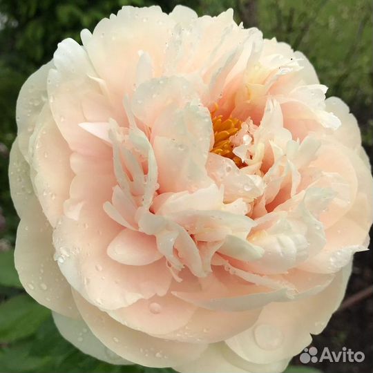 Пионы корневища Пастелеганс