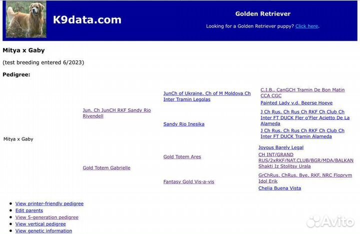 Щенок золотистого ретривера