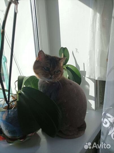 Кошки в добрые руки шотландские