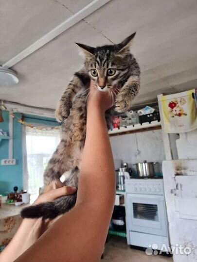 Котенок кот в добрые руки