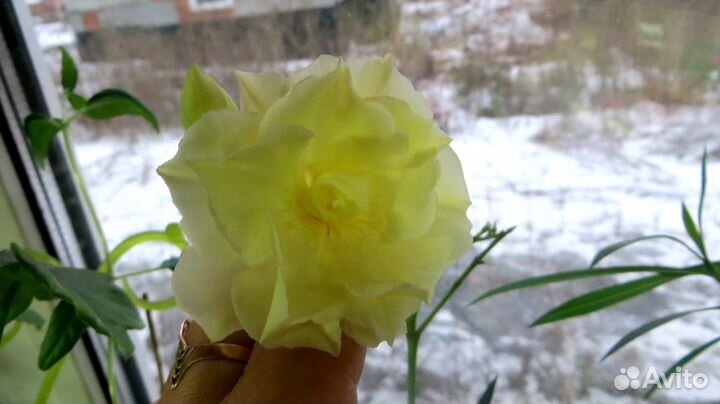 Олеандры сортовые, махровые