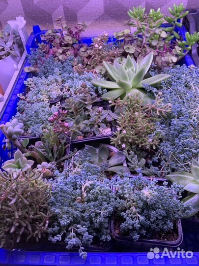 Суккуленты