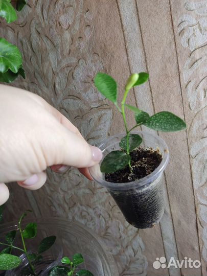 Мурайя,Замиокулькас черный,Спатифиллум Gemini и др