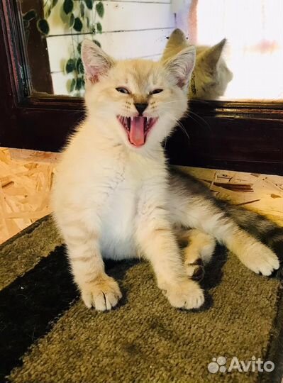 Котёнок Фрида ищет дом