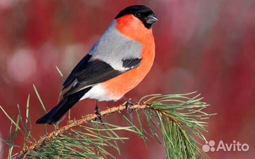 Певчие птицы