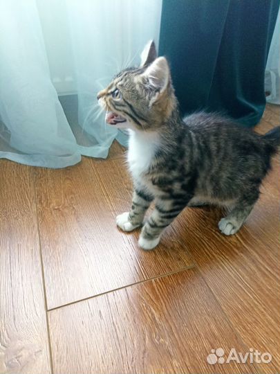 Котенок красавчик Оскар ищет любящий дом