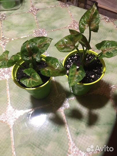 Сингониум Кристмас, Неон Пинк, Ушколистный. Кротон