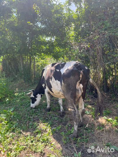 Голштинская корова