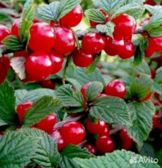 Вишня войлочная саженцы